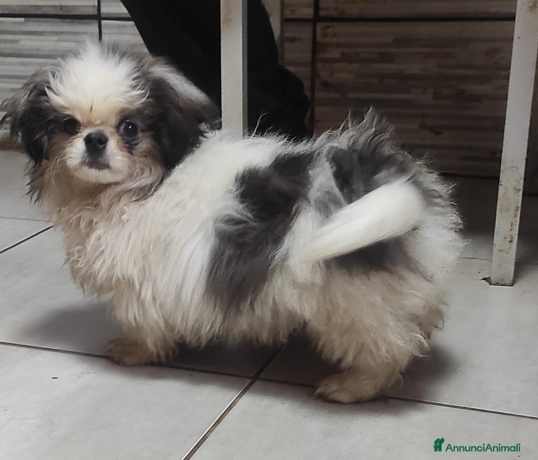 Pechinese cani in vendita: Pechinese a Province of Pavia - Annuncio 1