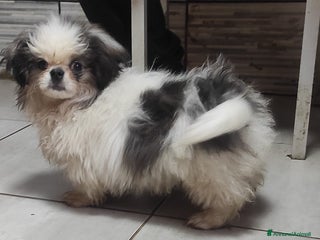 Pechinese cani in vendita: Pechinese a Province of Pavia - Annuncio 1