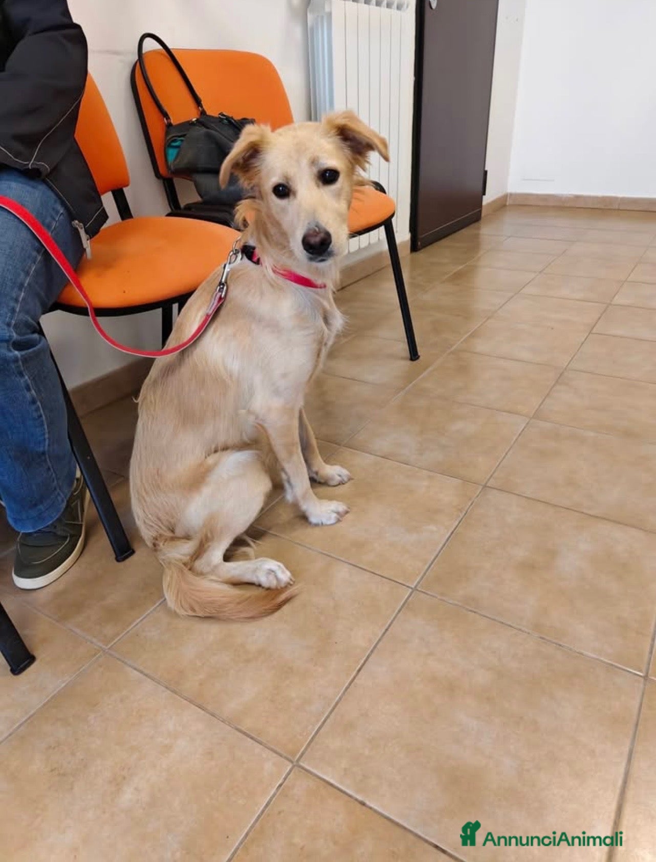 Meticcio cani Maya dolcissima cagnolina taglia medio piccola  - Annuncio 6