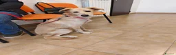 Meticcio cani in regalo: Maya dolcissima cagnolina taglia medio piccola  - Annuncio 1