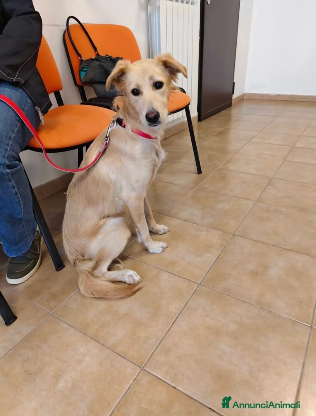 Meticcio cani in regalo: Maya dolcissima cagnolina taglia medio piccola  - Annuncio 1