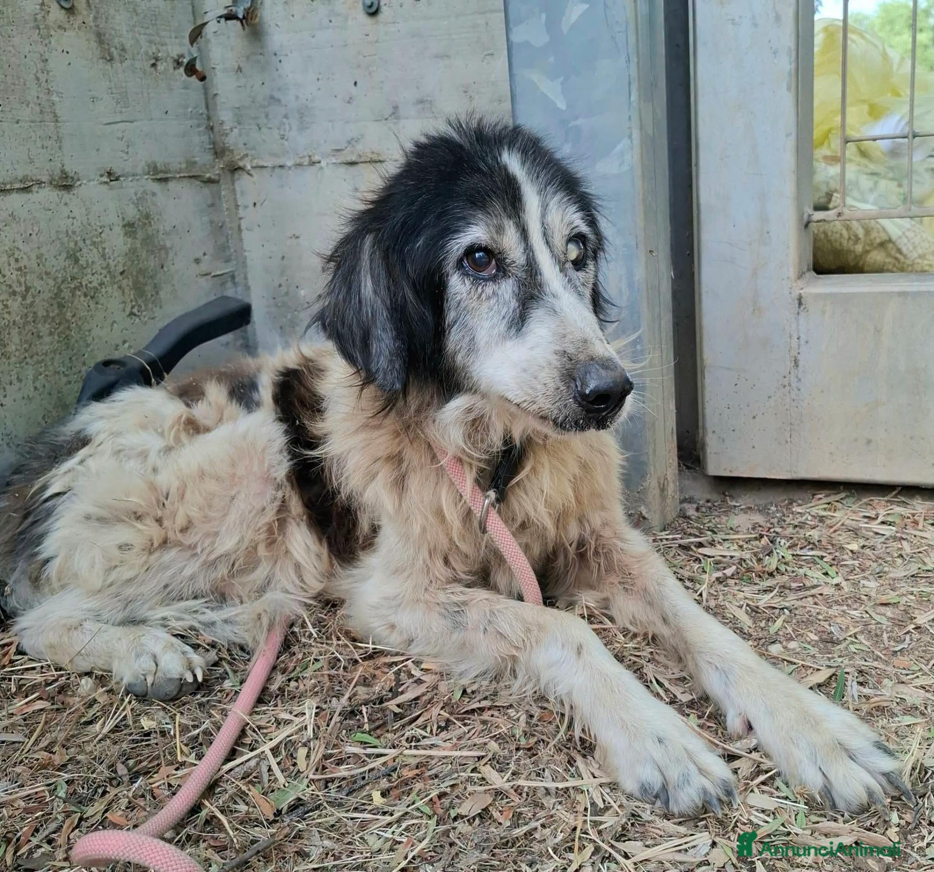 Meticcio cani in regalo: Jack ha lo sguardo buono  - Annuncio 3