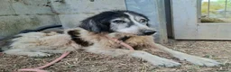 Meticcio cani in regalo: Jack ha lo sguardo buono  - Annuncio 1