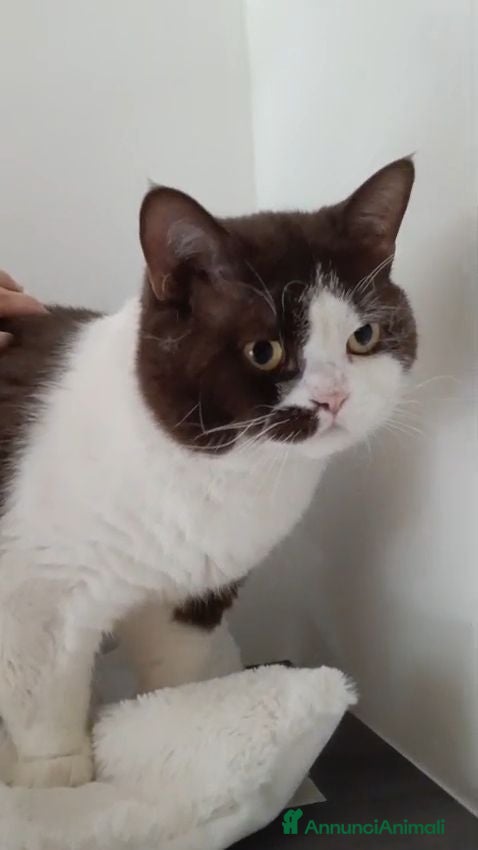 British gatti British shorthair da riproduzione - Annuncio 8