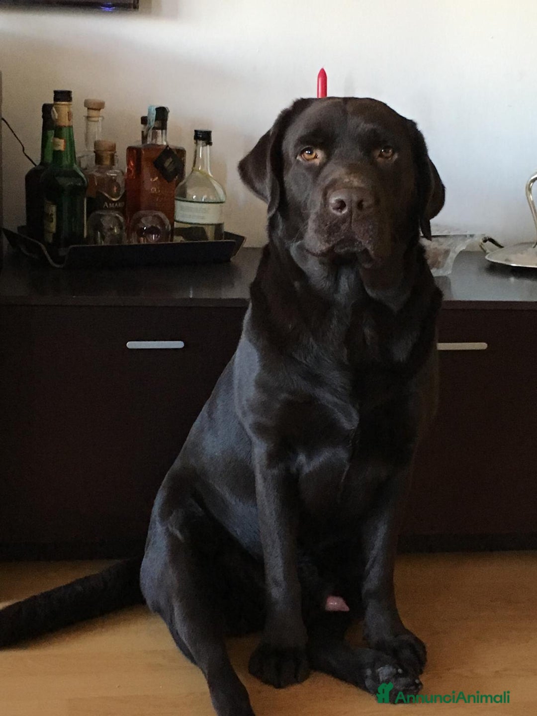 Labrador cani in vendita: Meraviglioso cucciolo di labrador chocolate puro a Città metropolitana di Palermo - Immagine 3