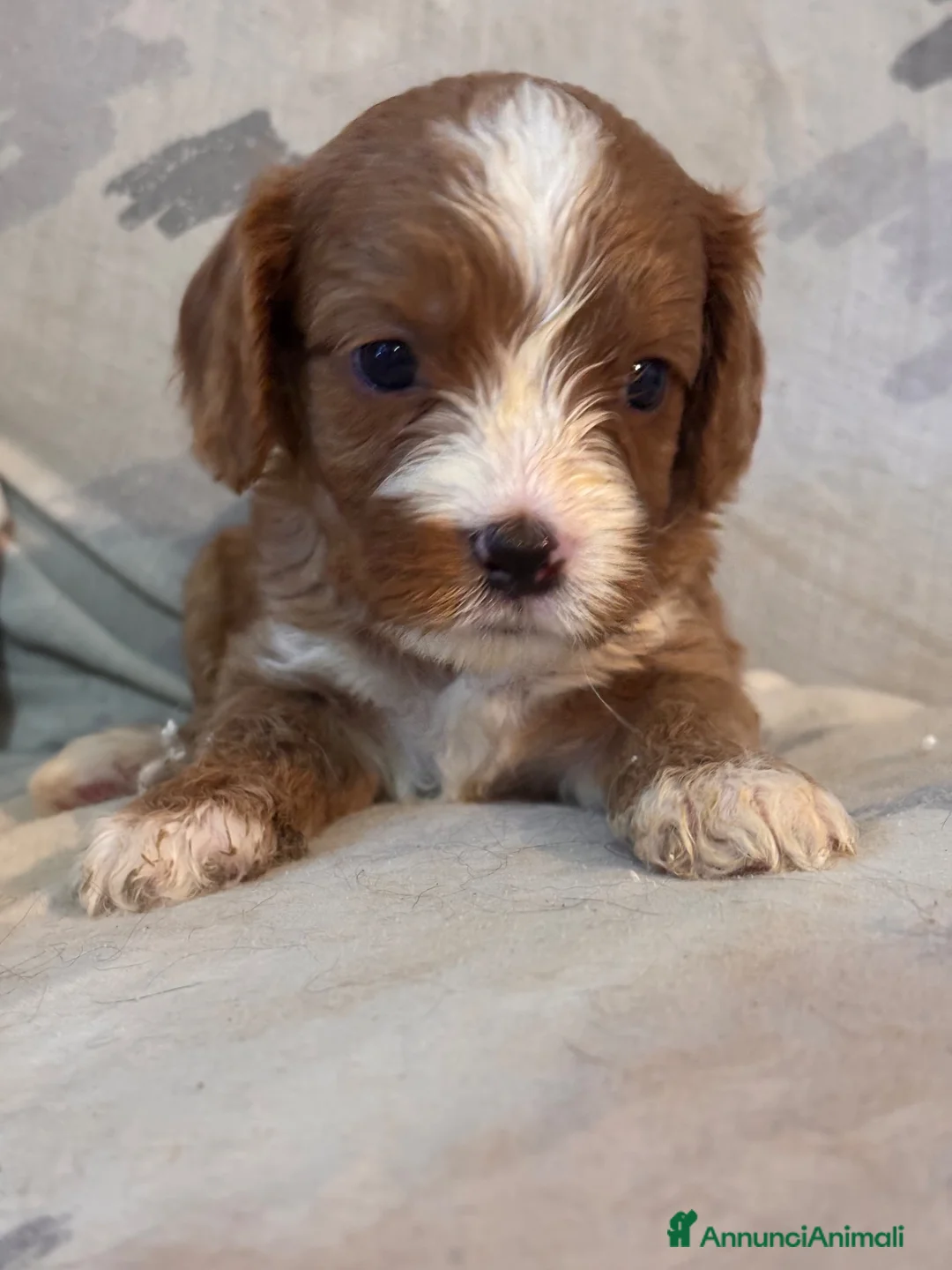 Cavapoo cani in vendita: Cuccioli di cane Cavapoo - Annuncio 1
