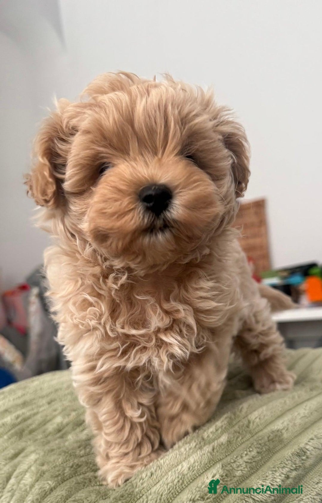 Meticcio cani in vendita: Bellissimi Maltipoo Mini F1 - Annuncio 16
