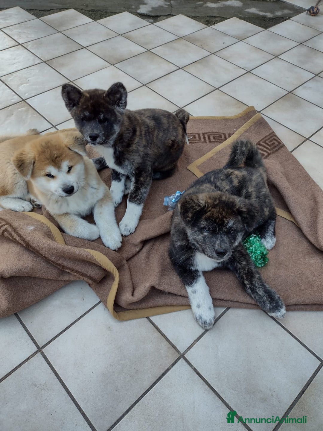 Akita Inu cani in vendita: Cuccioli Akita inu - Annuncio 4