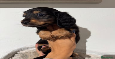 Bassotto cani a Città Metropolitana di Bologna - Annuncio 5
