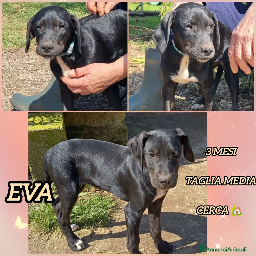 Meticcio cani in regalo: UNA MAMMA PER EVA a Provincia di Varese - Annuncio 2