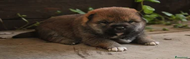 Shiba Inu Cucciolo 1