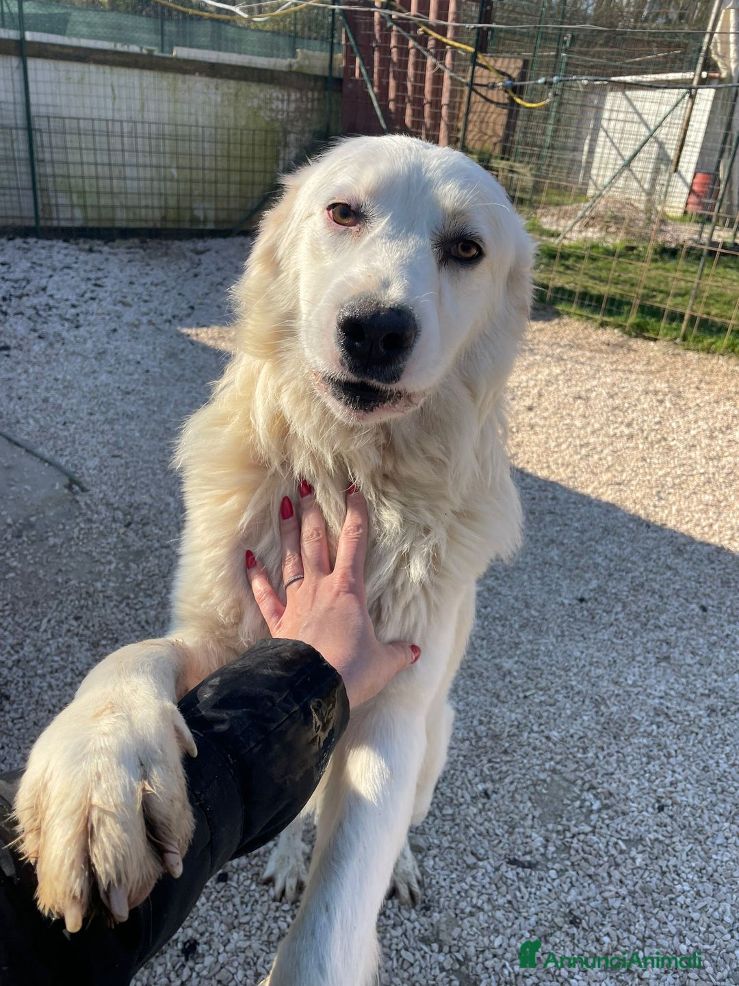 Meticcio cani in regalo: ADOTTAMI, SONO BUONISSIMO - Annuncio 2