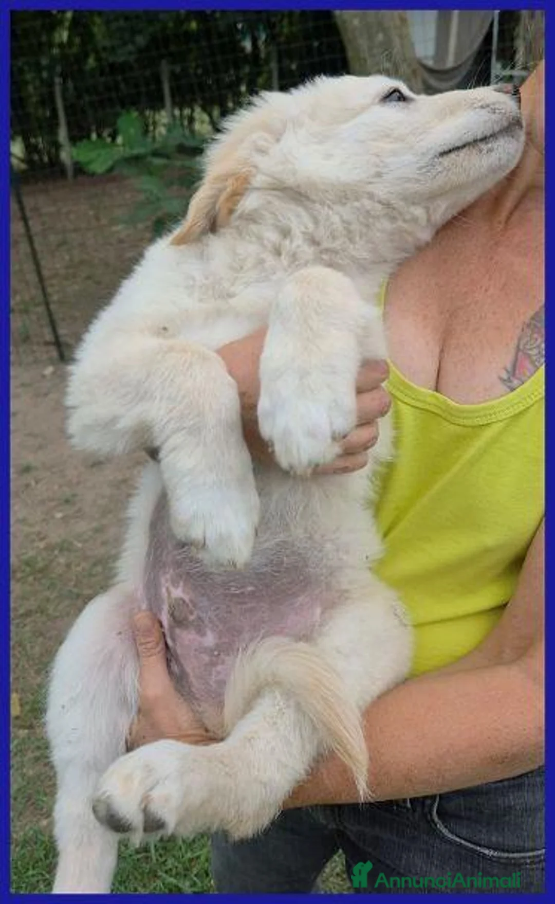 Meticcio cani in regalo: TZATZIKI simpatico cucciolotto - Annuncio 2