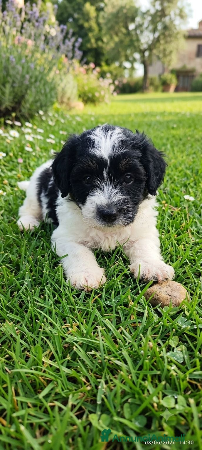 Jack Russell cani Jack Russell  - Annuncio 1