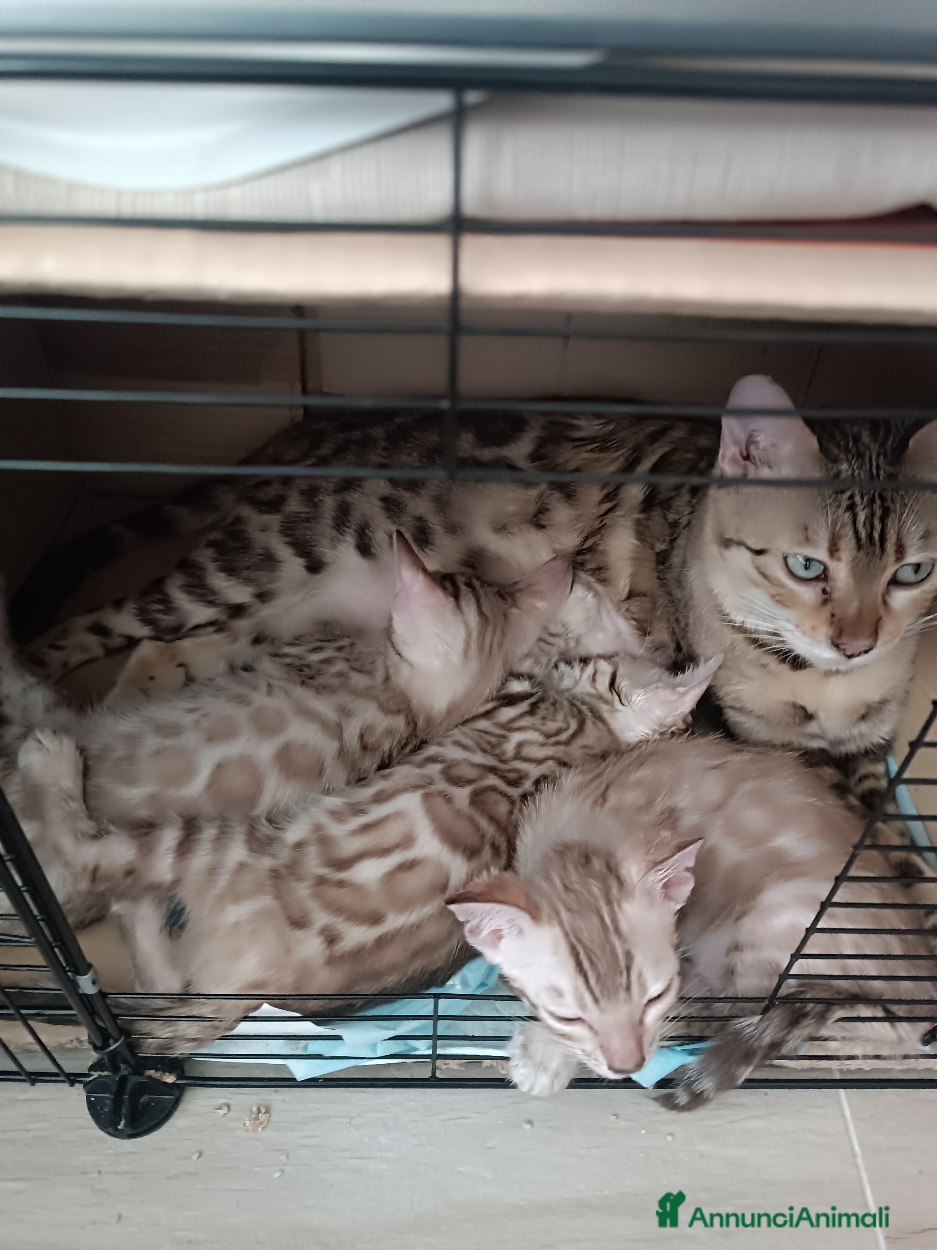 Bengala gatti Cuccioli di Bengal in standard Snow Mink  - Annuncio 32