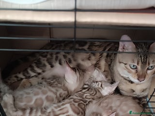Bengala gatti Cuccioli di Bengal in standard Snow Mink - Annuncio 31