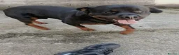 Rottweiler cani in regalo: Regalo rottweiler  a Provincia dell'Aquila - Annuncio 2