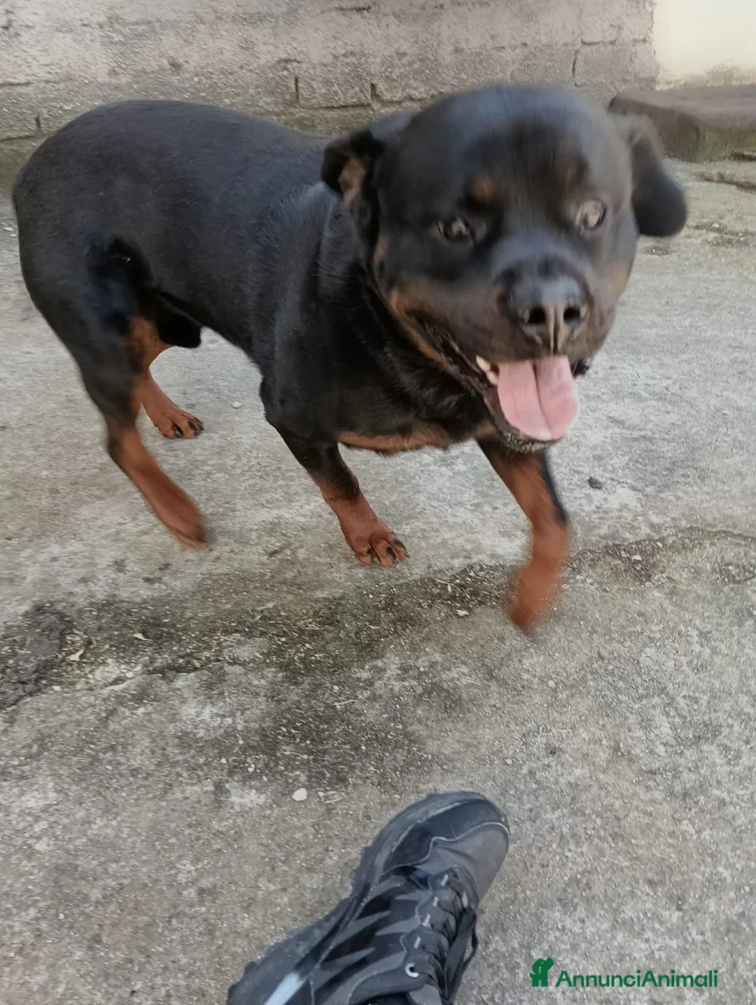Rottweiler cani in regalo: Regalo rottweiler  a Provincia dell'Aquila - Annuncio 2