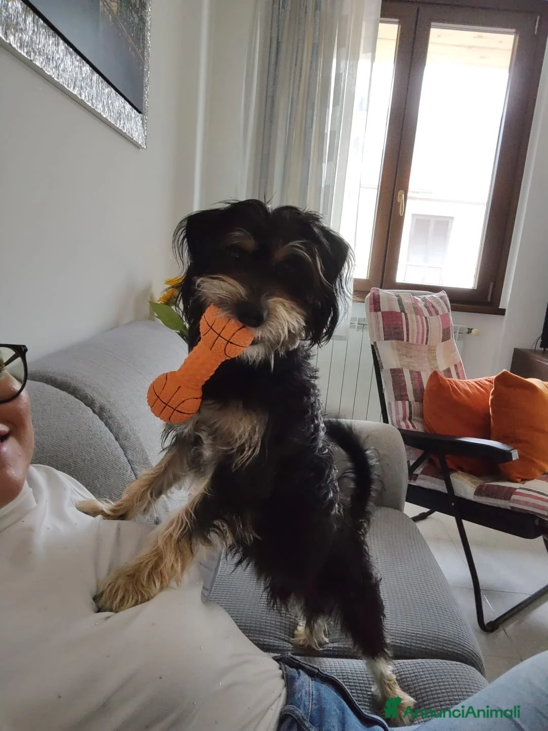 Meticcio cani in regalo: Toby cerca famiglia  - Annuncio 3