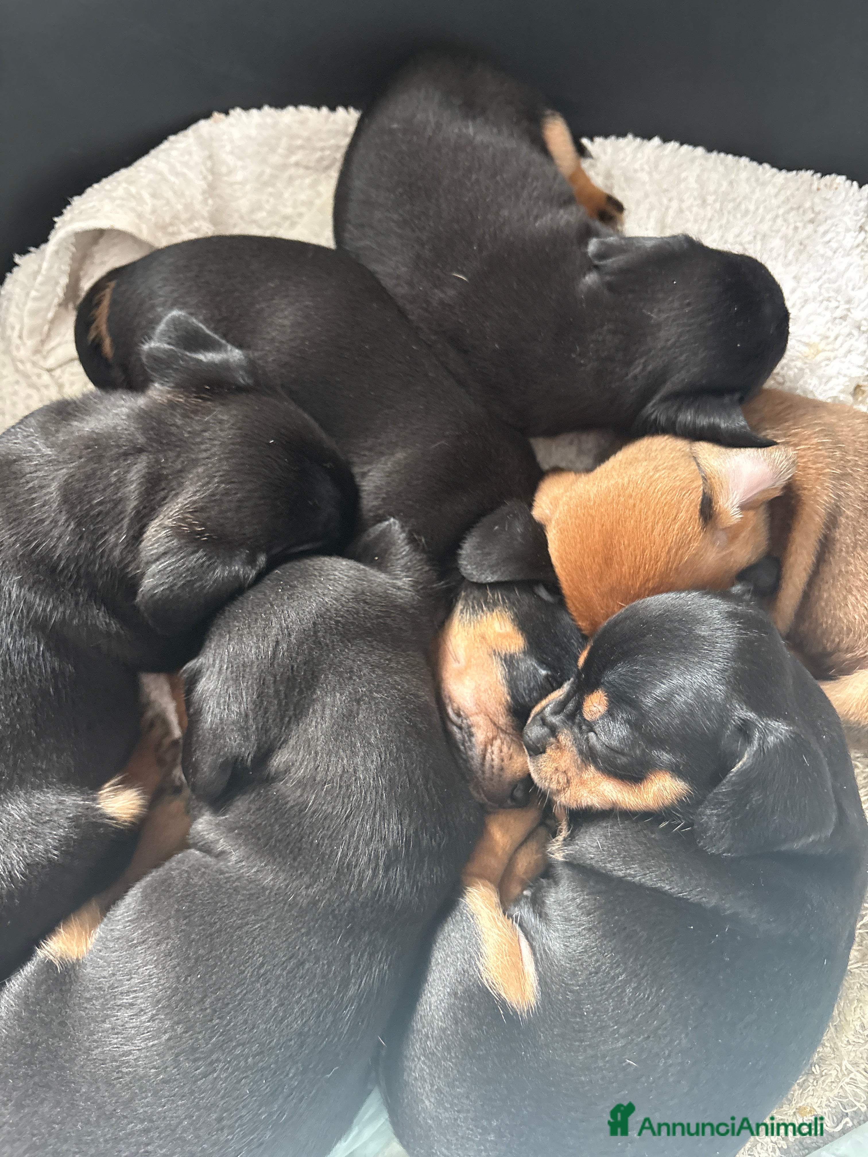 Meticcio cani Cuccioli Chiweenie  - Annuncio 12