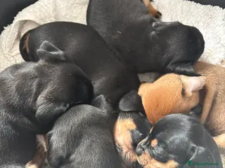 Meticcio cani Cuccioli Chiweenie - Annuncio 12