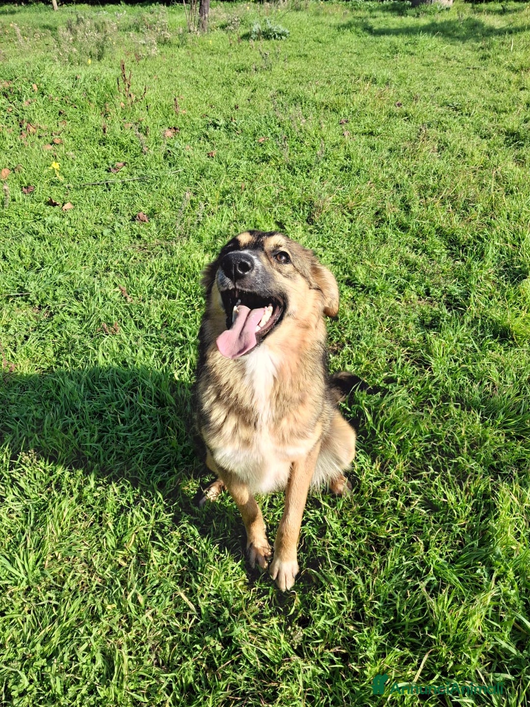 Meticcio cani in regalo: BRENDA 🩷-cucciola.La adotti?Non lasciarla nel box - Annuncio 12