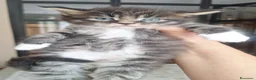 Maine Coon gatti in vendita: cuccioli maine coon - Annuncio 3