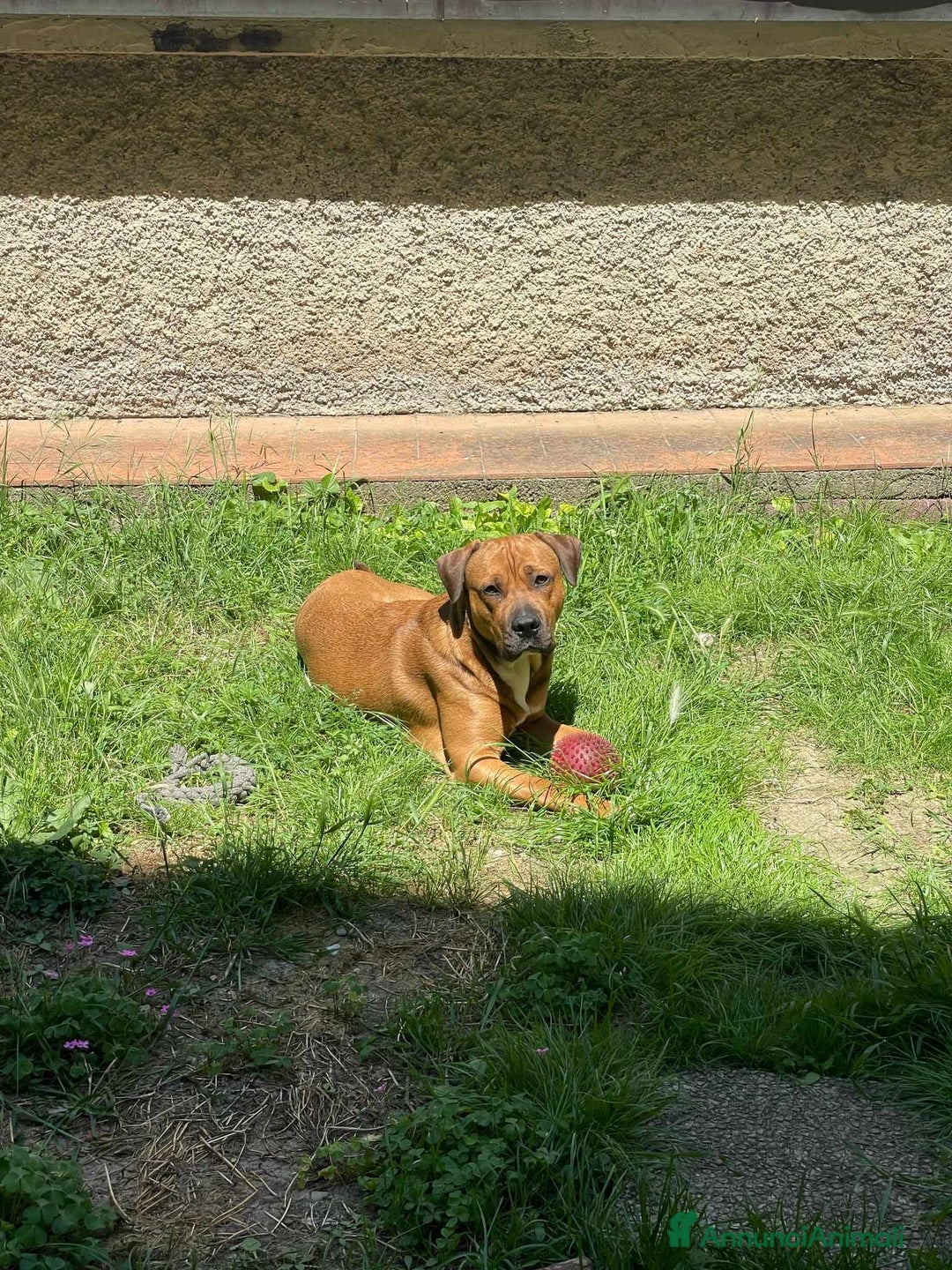 Cane Corso cani in regalo: OSCAR, simpaticissimo MOLOSSINO! - Annuncio 11