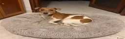 Jack Russell cani per accoppiamento: Jack Russell cerca femmina per accoppiamento a Provincia di Varese - Annuncio 3