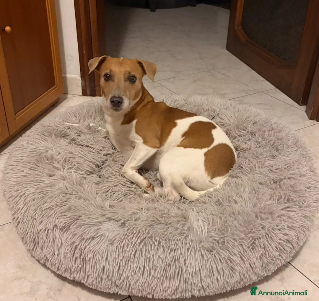 Jack Russell cani per accoppiamento: Jack Russell cerca femmina per accoppiamento a Provincia di Varese - Annuncio 3