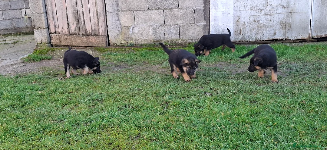 Pastore Tedesco cani in vendita: Cuccioli pastore tedesco  - Annuncio 5