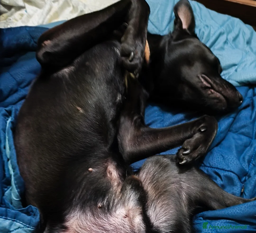 Meticcio cani in regalo: Regalo Pitbull  - Annuncio 4