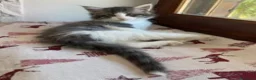 Norvegese gatti in vendita:  Gattino cucciolo di gatto norvegese delle foreste a Provincia di Parma - Annuncio 1