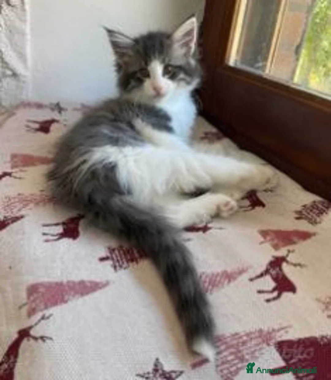 Norvegese gatti in vendita:  Gattino cucciolo di gatto norvegese delle foreste a Provincia di Parma - Annuncio 1