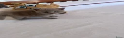 Scottish gatti in vendita: Gattini schottish  - Annuncio 5