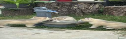 Husky cani in vendita: Husky di tre mesi - Annuncio 2