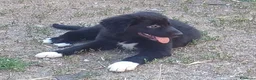 Border Collie cani in vendita: Cuccioli di border collie  - Annuncio 5