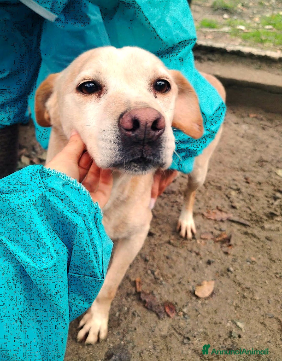 Meticcio cani in regalo: ADOZ.DEL CUORE:da 12 anni senza nome, solo nr.27 - Annuncio 3