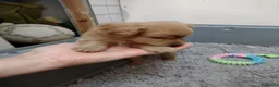 Volpino Italiano cani in regalo: Splendido cucciolo di Volpino (Catania)  - Annuncio 8