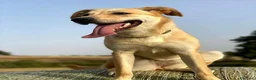 Meticcio cani in regalo: RAILY - Annuncio 2