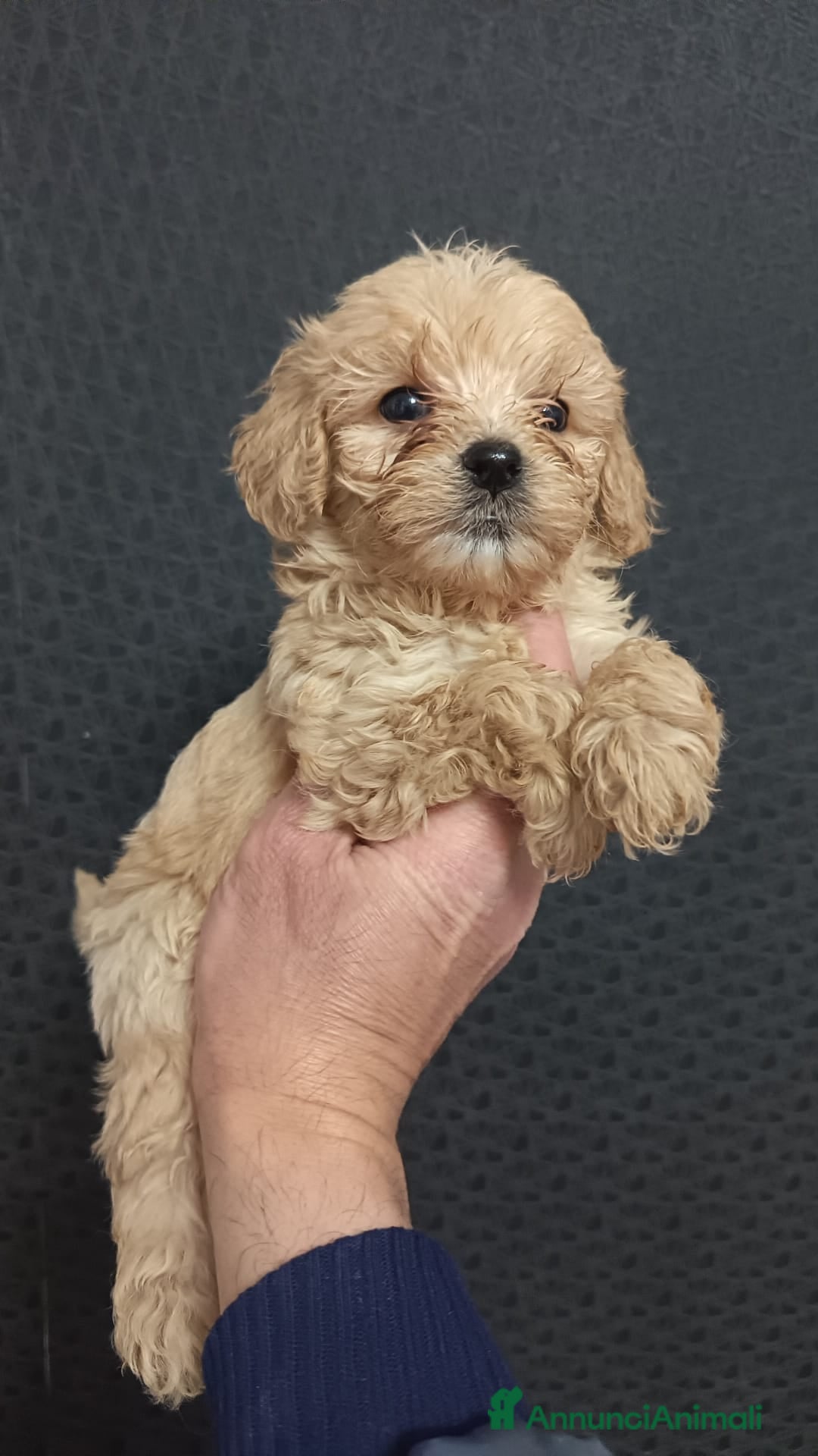 Maltipoo cani Maltipoo  - Annuncio 2
