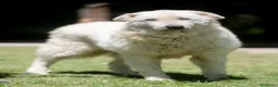 Meticcio cani in regalo: IL DOLCE TIBERIO CERCA ADOZIONE A DISTANZA - Annuncio 2