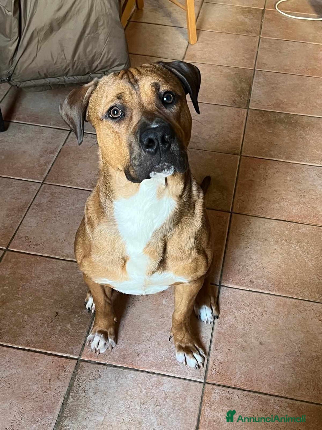 Cane Corso cani in regalo: OSCAR, simpaticissimo MOLOSSINO! - Annuncio 7