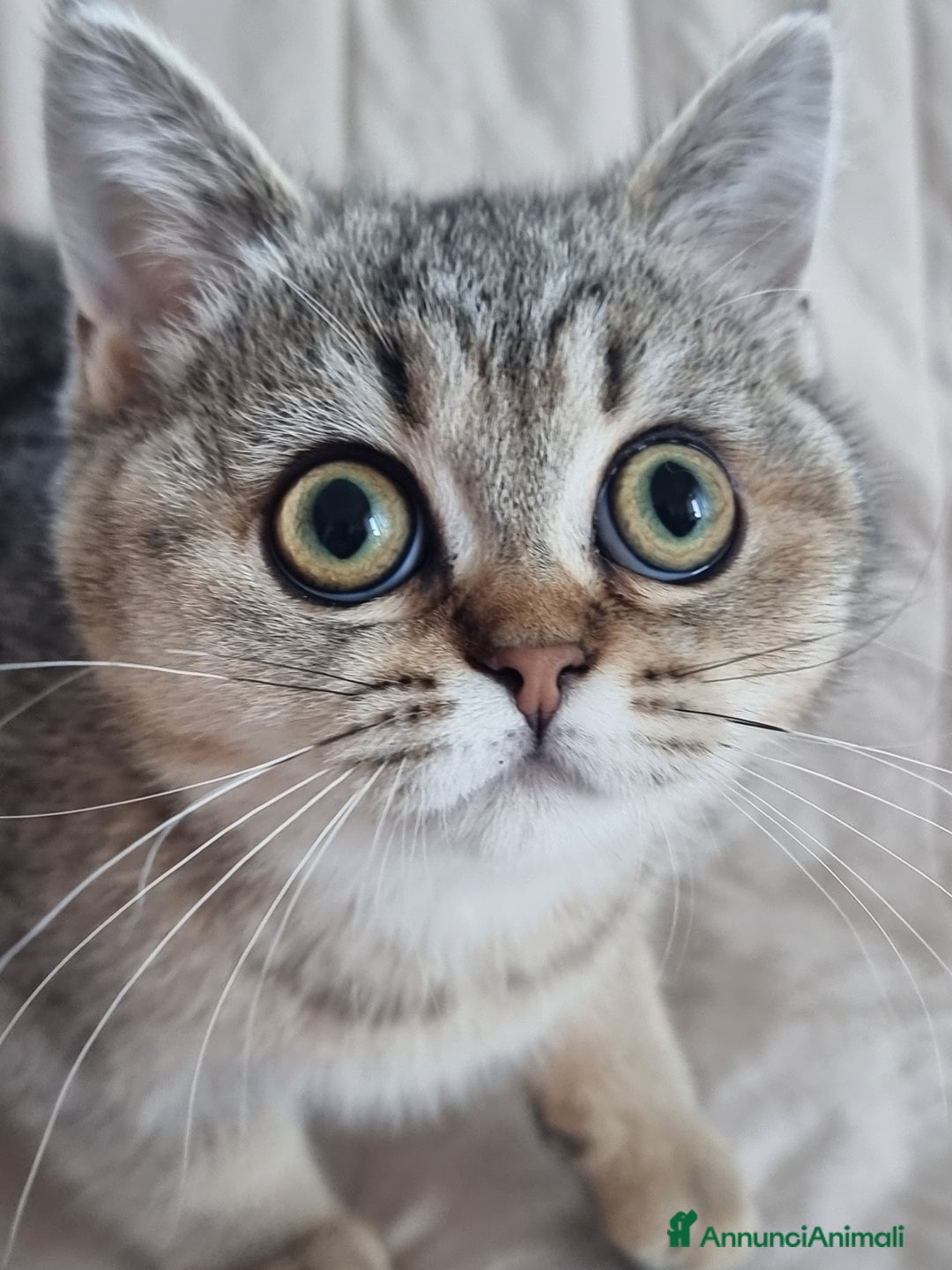 Scottish gatti in vendita: Scottish Straight con Pedigree  - Annuncio 3