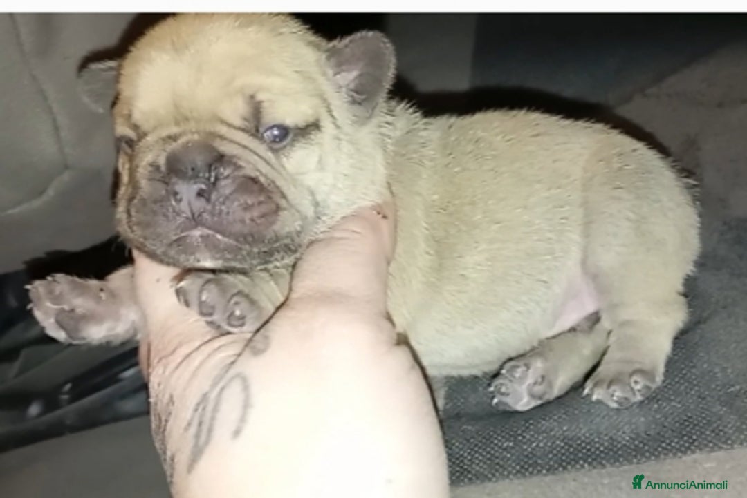 Bulldog Francese cani in vendita: Cuccioli bulldog francese  - Annuncio 2