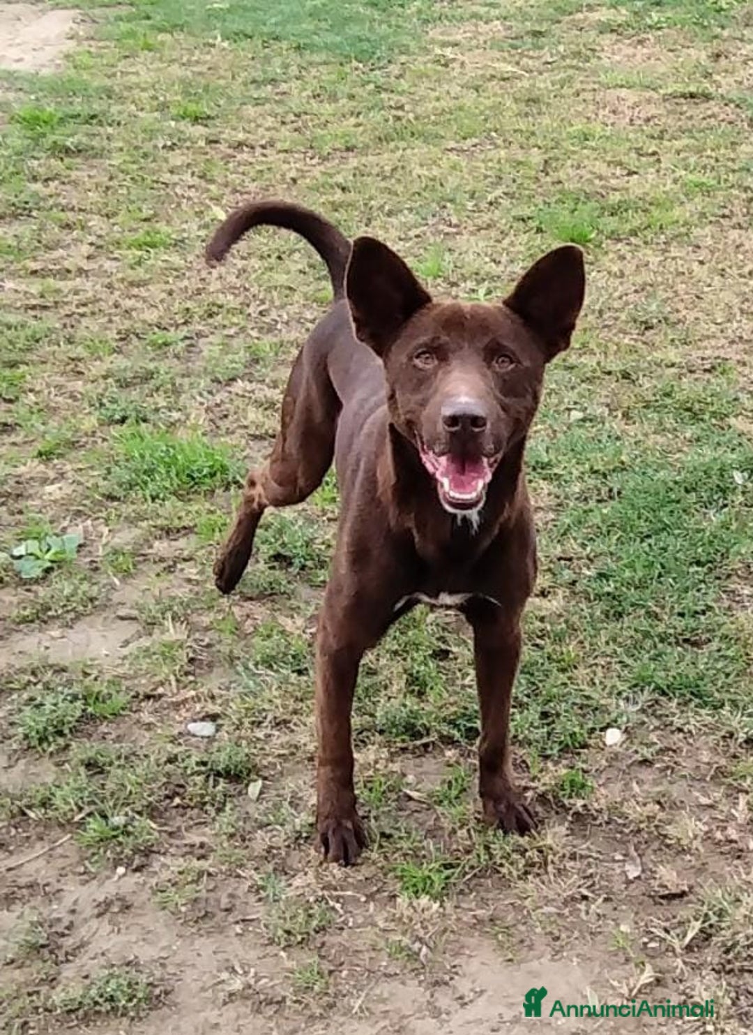 Meticcio cani in regalo: Aron cerca casa  a Provincia di Pavia - Annuncio 3