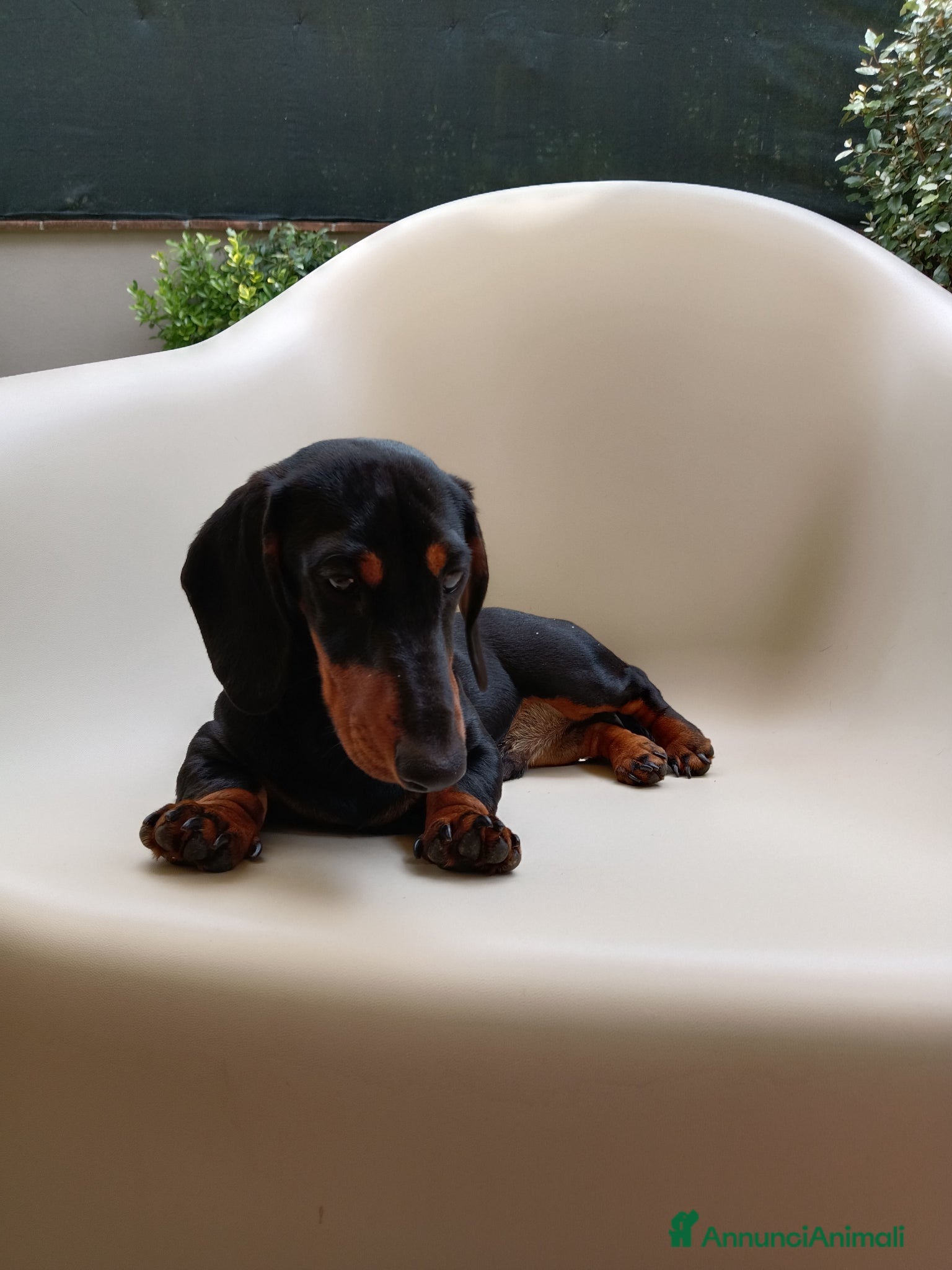 Bassotto cani Bassotto tedesco con pedigree  - Annuncio 5