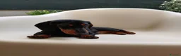 Bassotto cani in vendita: Bassotto tedesco  - Annuncio 2