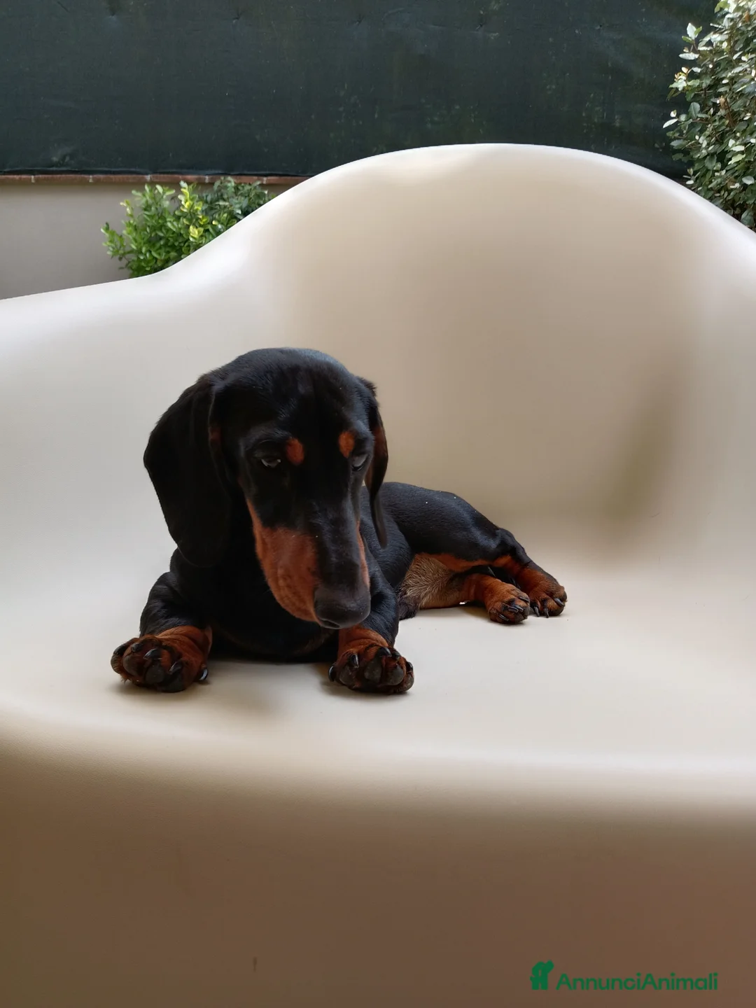 Bassotto cani in vendita: Bassotto tedesco  - Annuncio 2