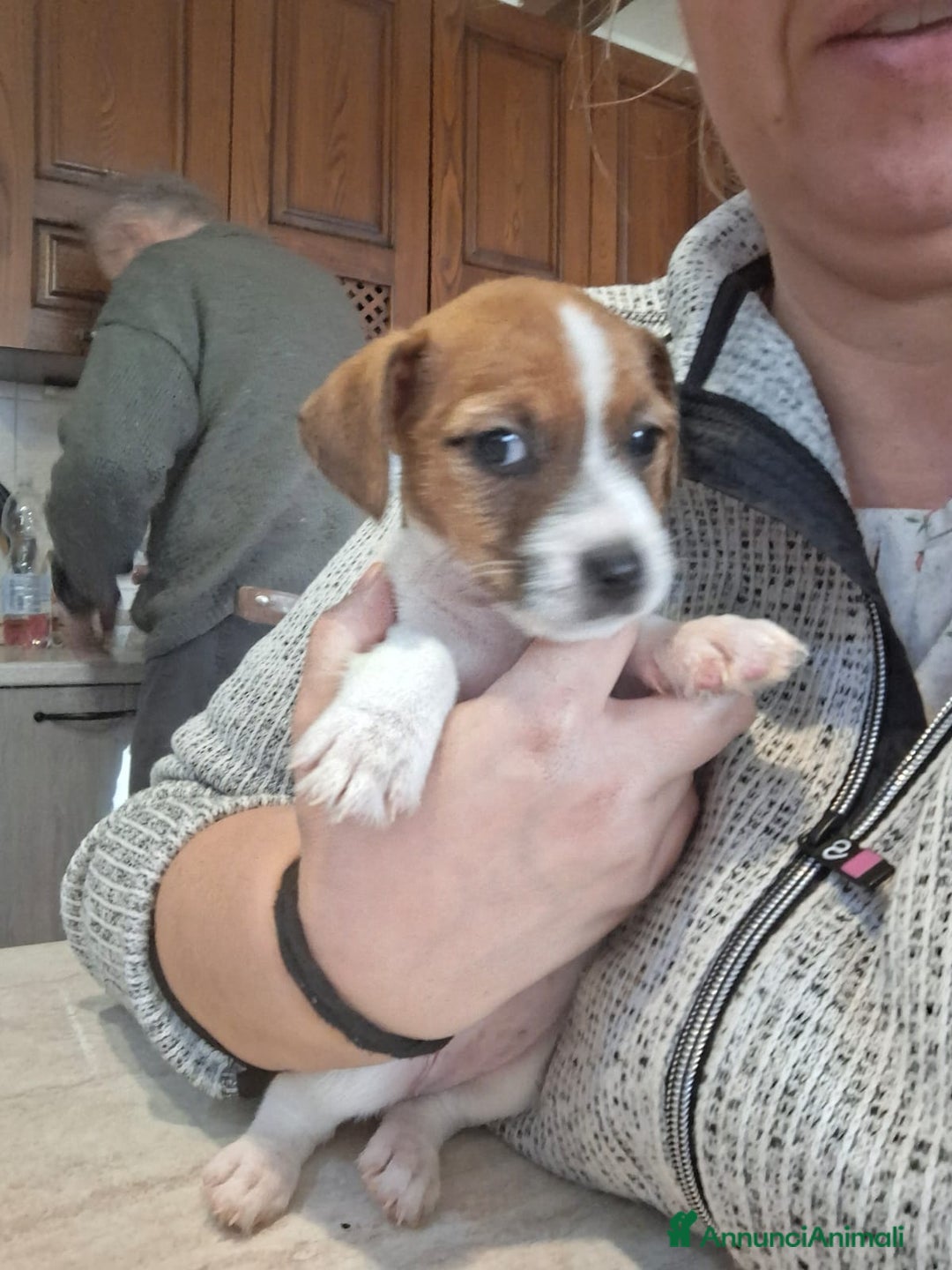 Jack Russell cani in vendita: Cuccioli di Jack Russell con pedigree  - Annuncio 6